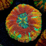 Ultra Red Button Scoly - riptide aquaculture llc