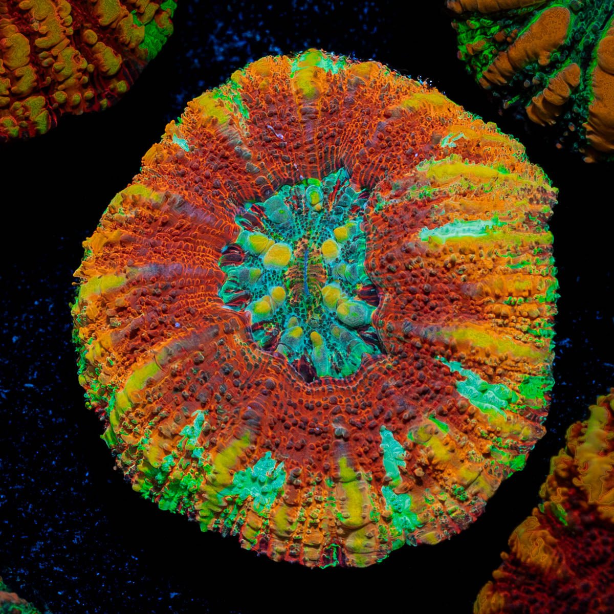 Ultra Red Button Scoly - riptide aquaculture llc
