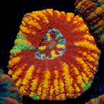 Ultra Red Button Scoly - riptide aquaculture llc