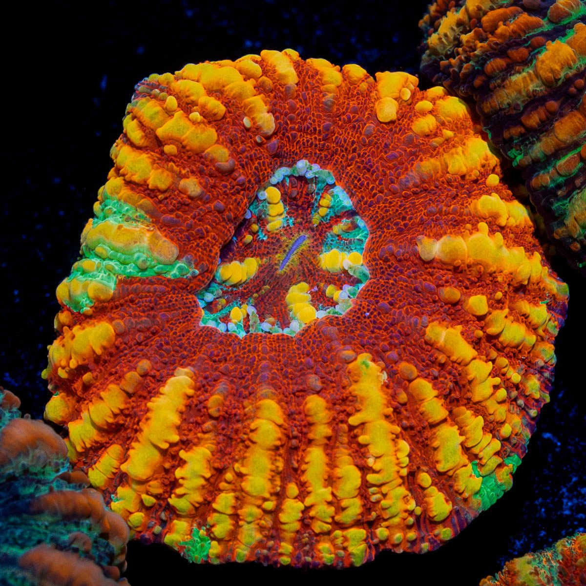 Ultra Red Button Scoly - riptide aquaculture llc