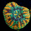 Ultra Green Button Scoly - riptide aquaculture llc