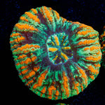 Ultra Green Button Scoly - riptide aquaculture llc