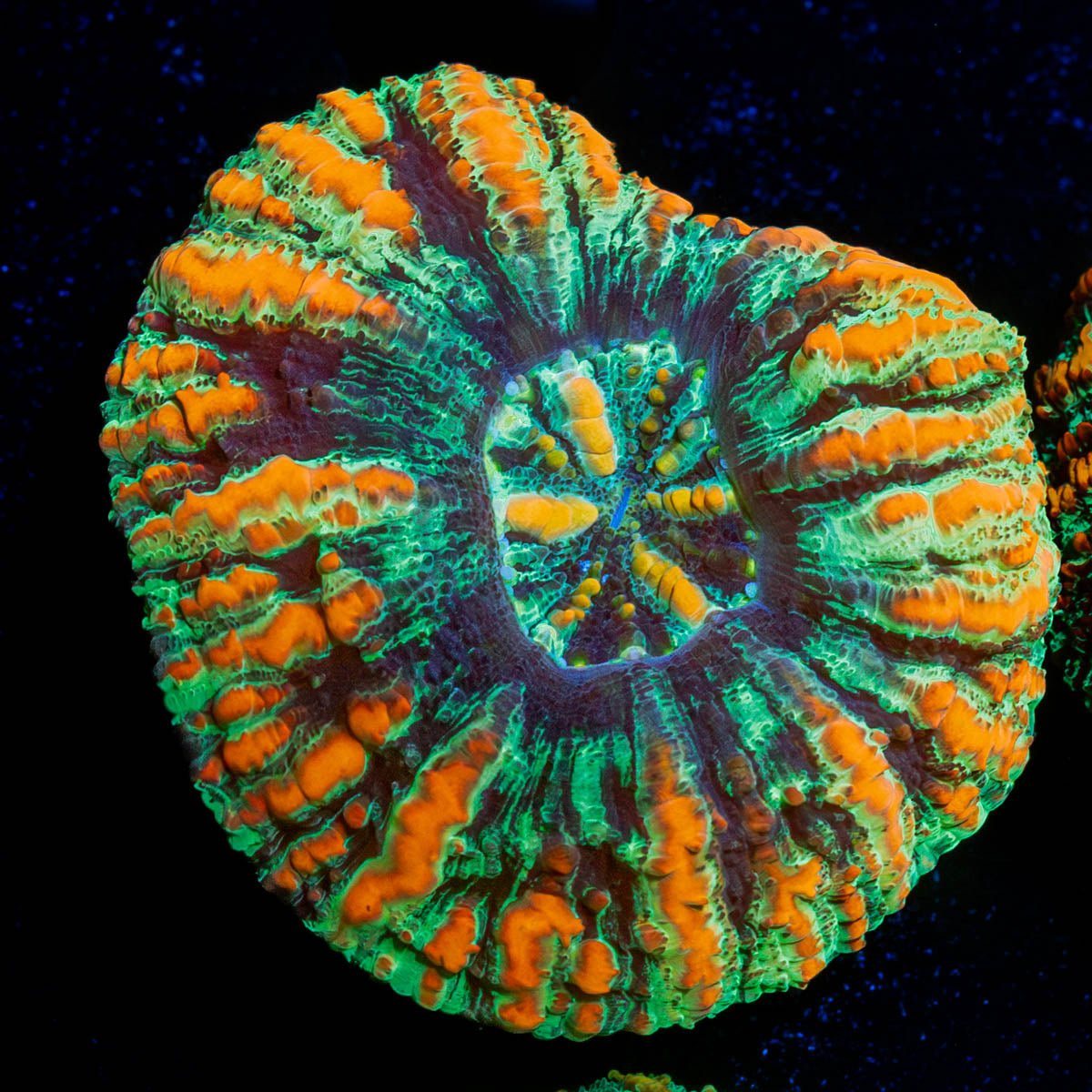 Ultra Green Button Scoly - riptide aquaculture llc