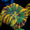 Ultra Green Button Scoly - riptide aquaculture llc