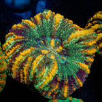 Ultra Green Button Scoly - riptide aquaculture llc