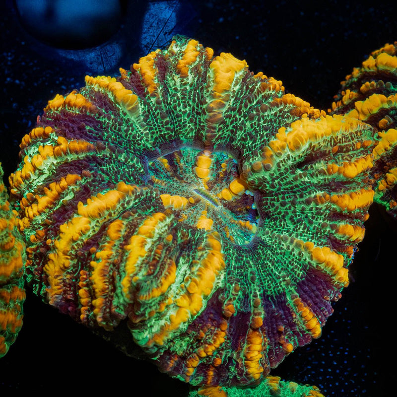 Ultra Green Button Scoly