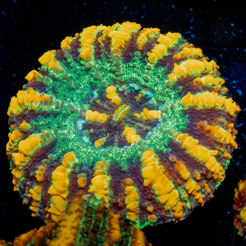 Ultra Green Button Scoly