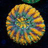 Ultra Green Button Scoly - riptide aquaculture llc