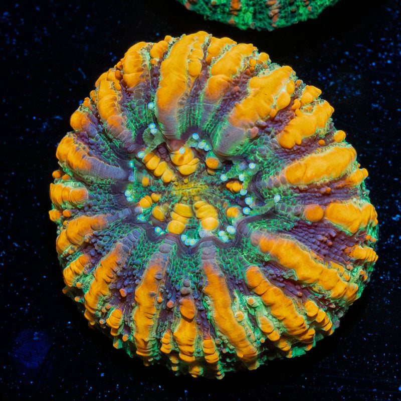 Ultra Green Button Scoly