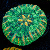 Ultra Green Button Scoly - riptide aquaculture llc