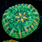 Ultra Green Button Scoly - riptide aquaculture llc