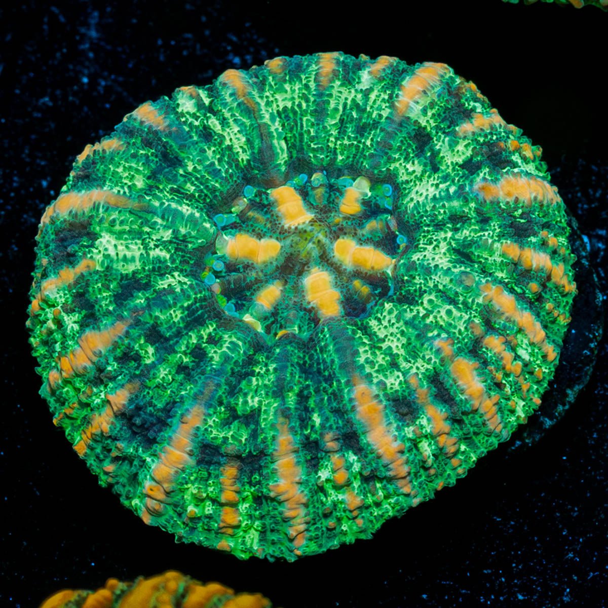 Ultra Green Button Scoly - riptide aquaculture llc