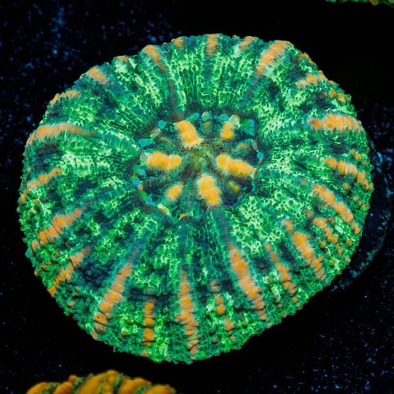 Ultra Green Button Scoly