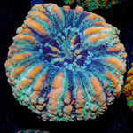 Ultra Green Button Scoly - riptide aquaculture llc