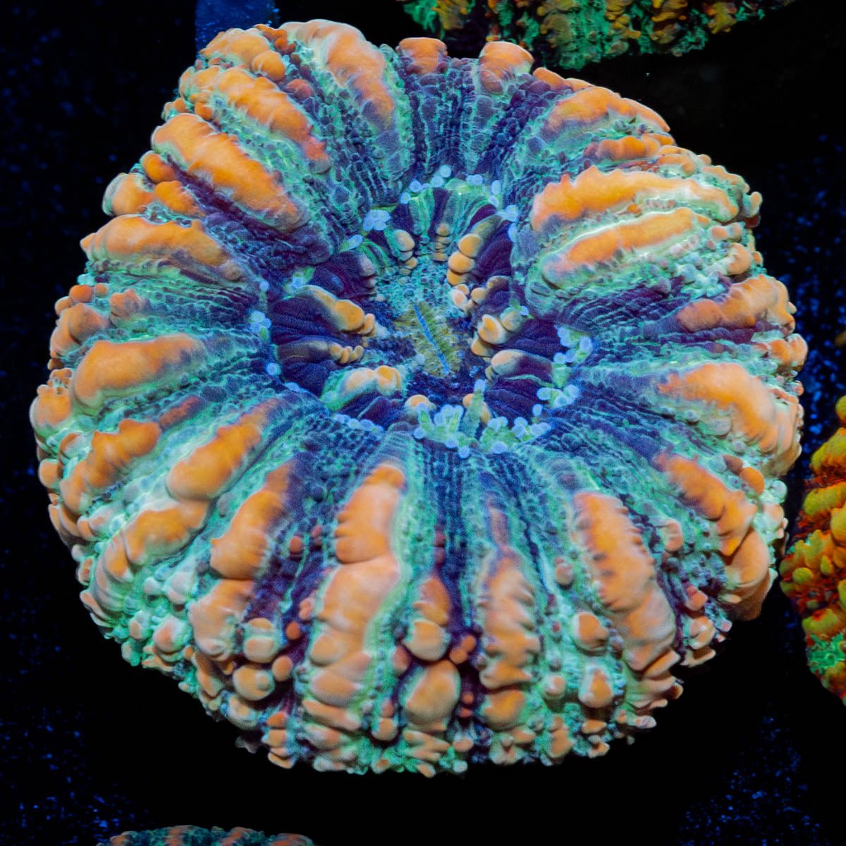 Ultra Green Button Scoly - riptide aquaculture llc