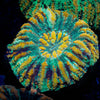 Ultra Green Button Scoly - riptide aquaculture llc