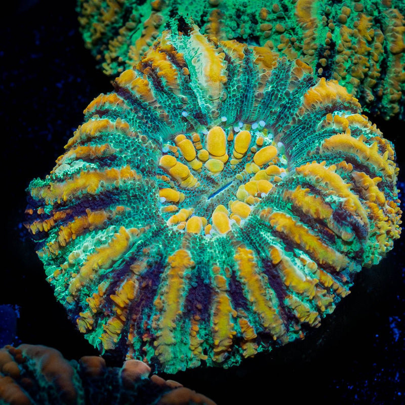 Ultra Green Button Scoly