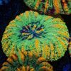 Ultra Green Button Scoly - riptide aquaculture llc