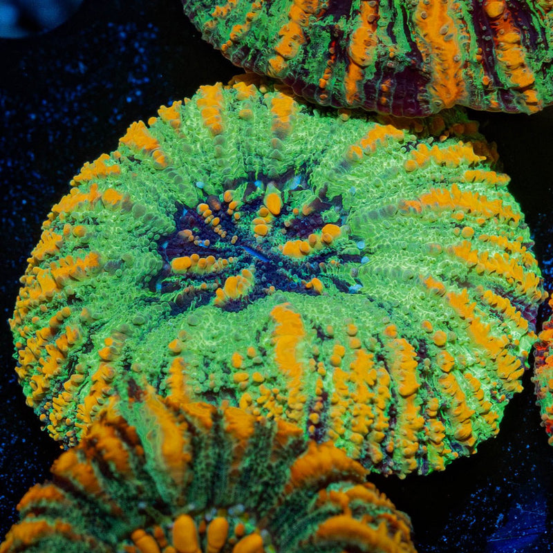 Ultra Green Button Scoly