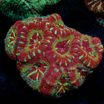 Asian Acan Colony - riptide aquaculture llc