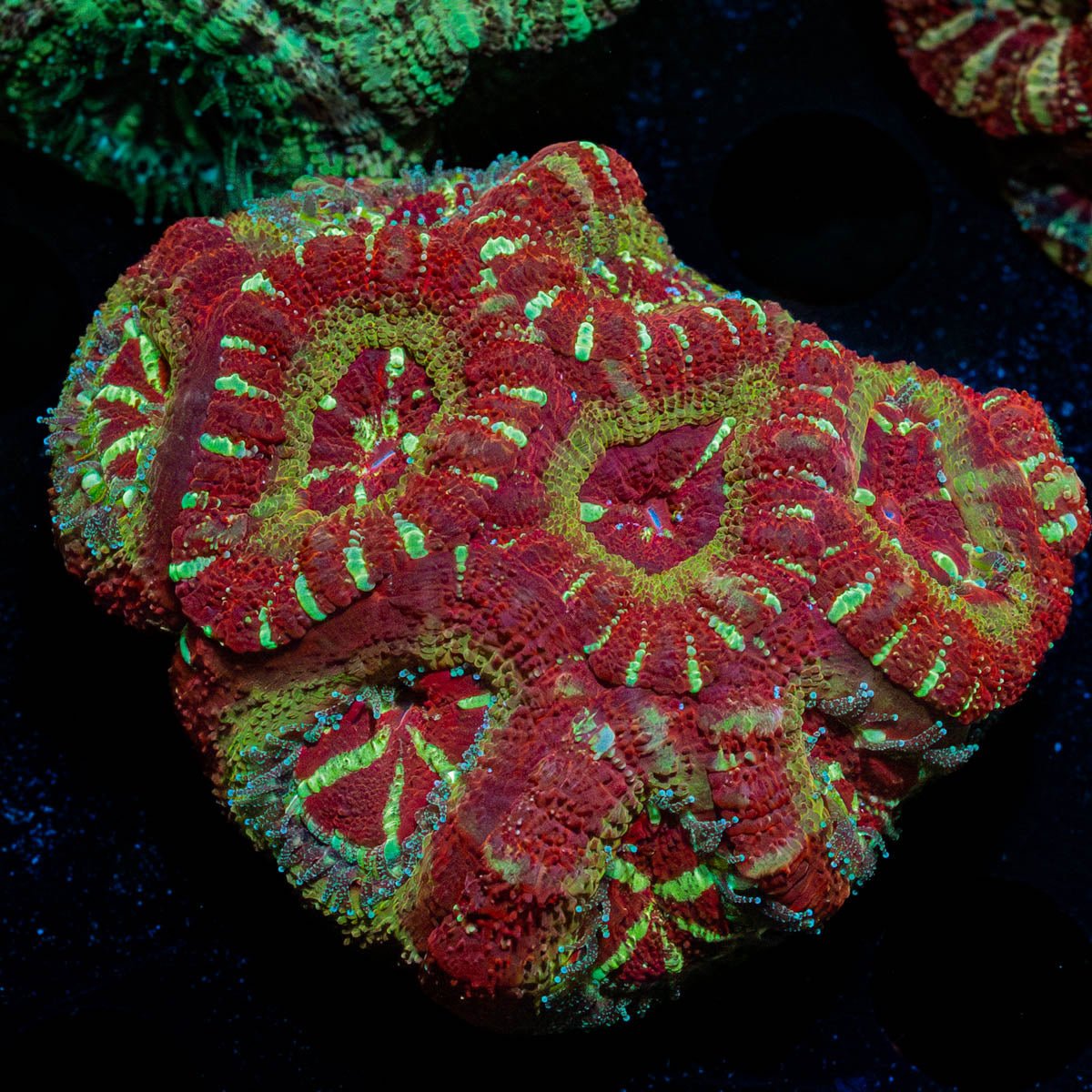 Asian Acan Colony - riptide aquaculture llc