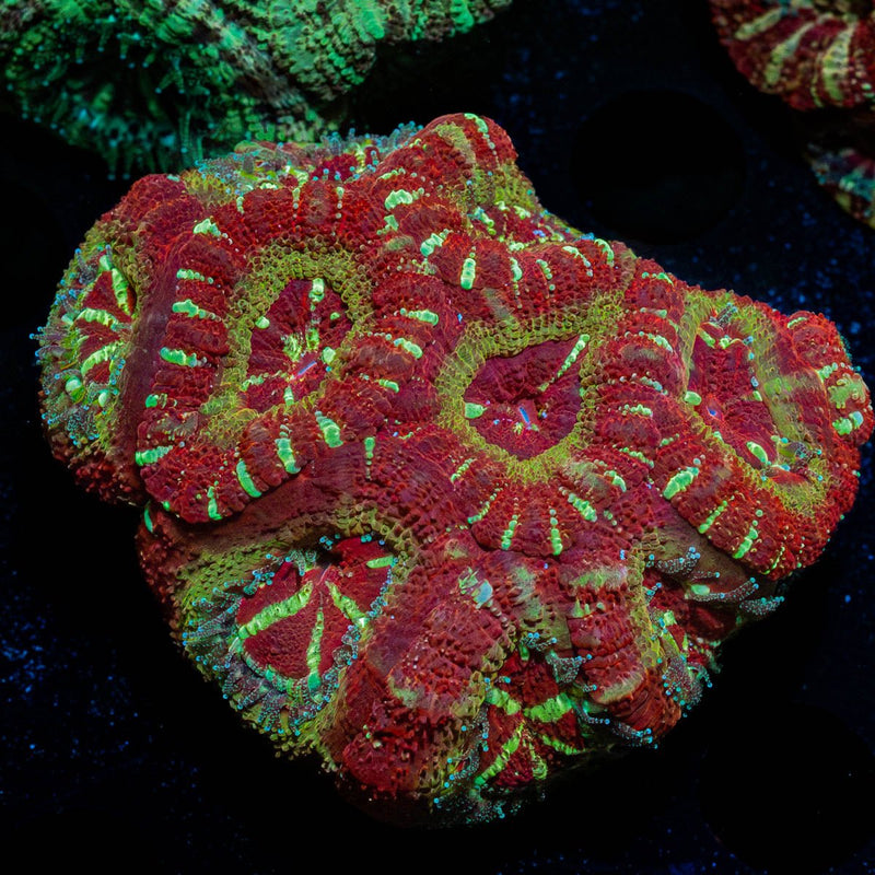 Asian Acan Colony