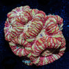 Asian Acan Colony - riptide aquaculture llc