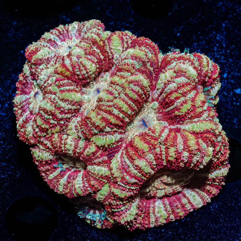 Asian Acan Colony