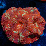 Asian Acan Colony - riptide aquaculture llc