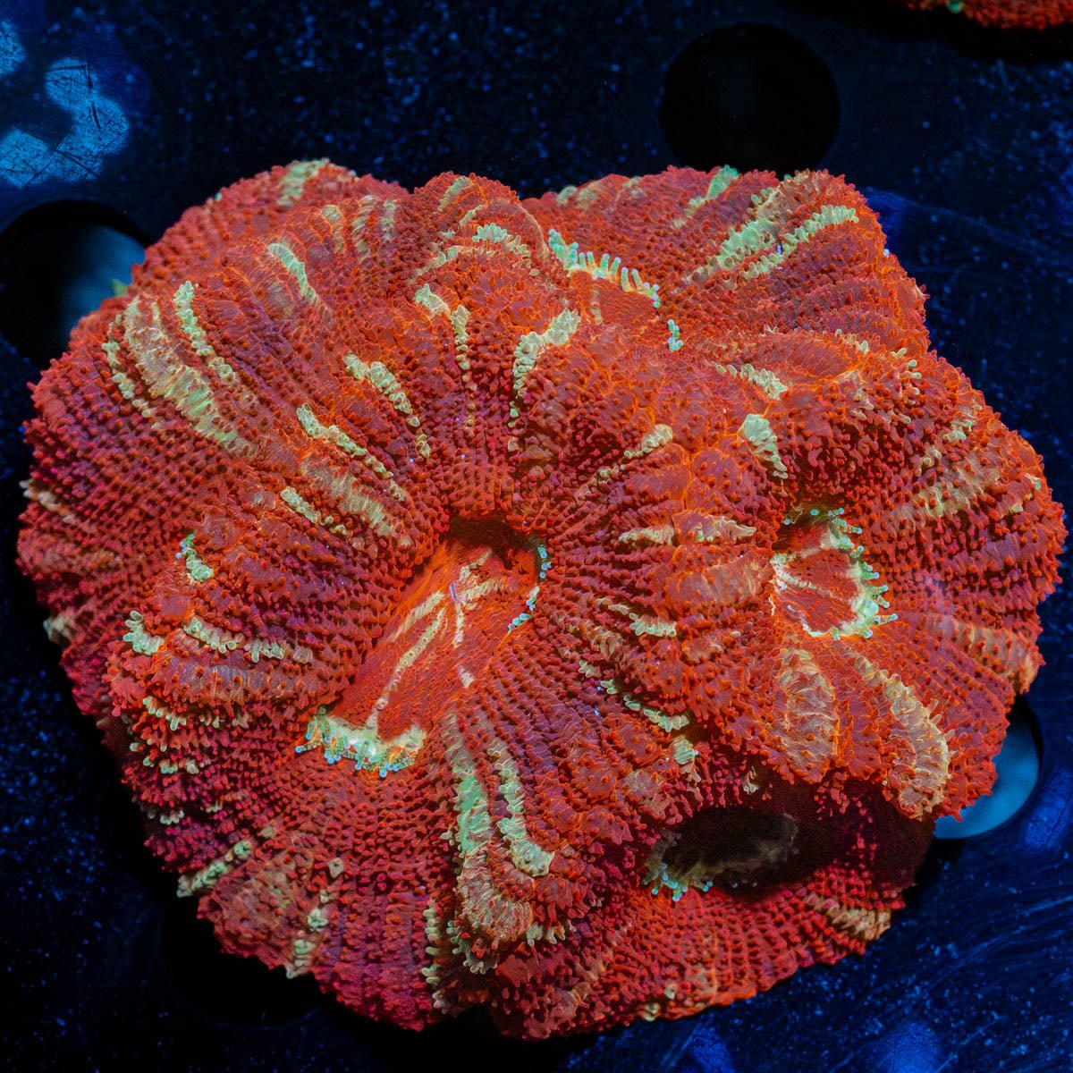 Asian Acan Colony - riptide aquaculture llc