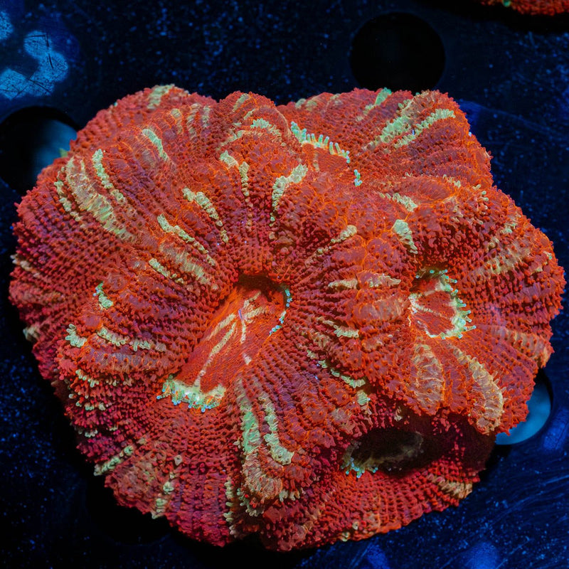 Asian Acan Colony