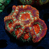 Asian Acan Colony - riptide aquaculture llc