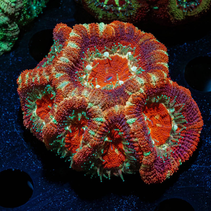 Asian Acan Colony