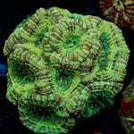 Asian Acan Colony - riptide aquaculture llc
