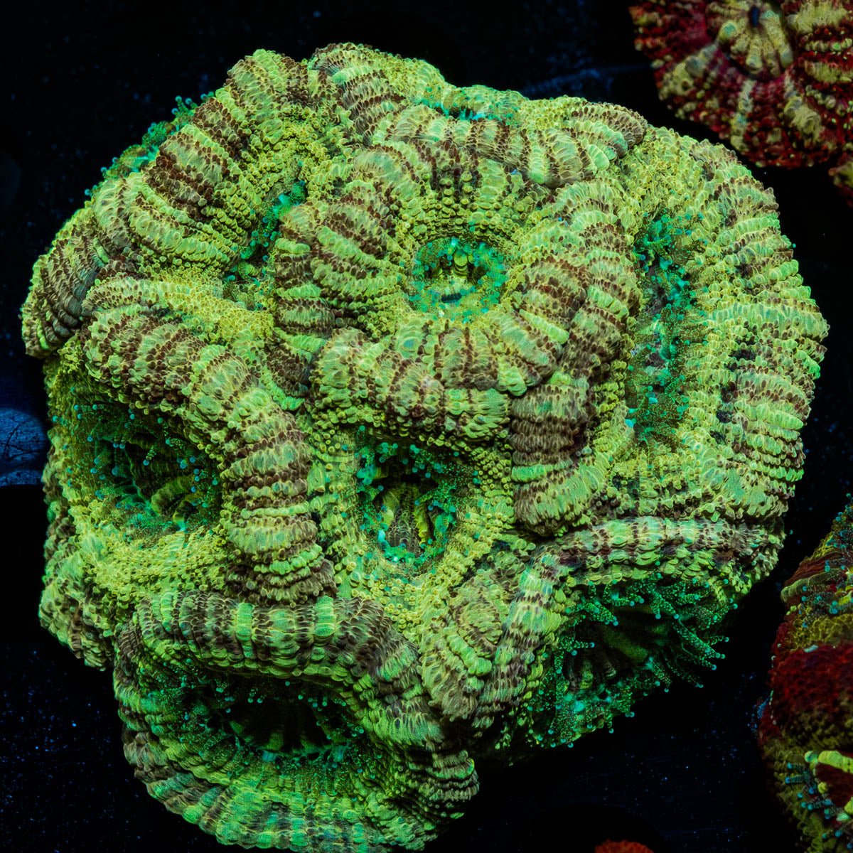 Asian Acan Colony - riptide aquaculture llc