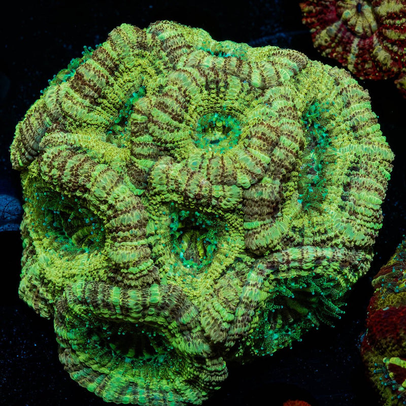 Asian Acan Colony