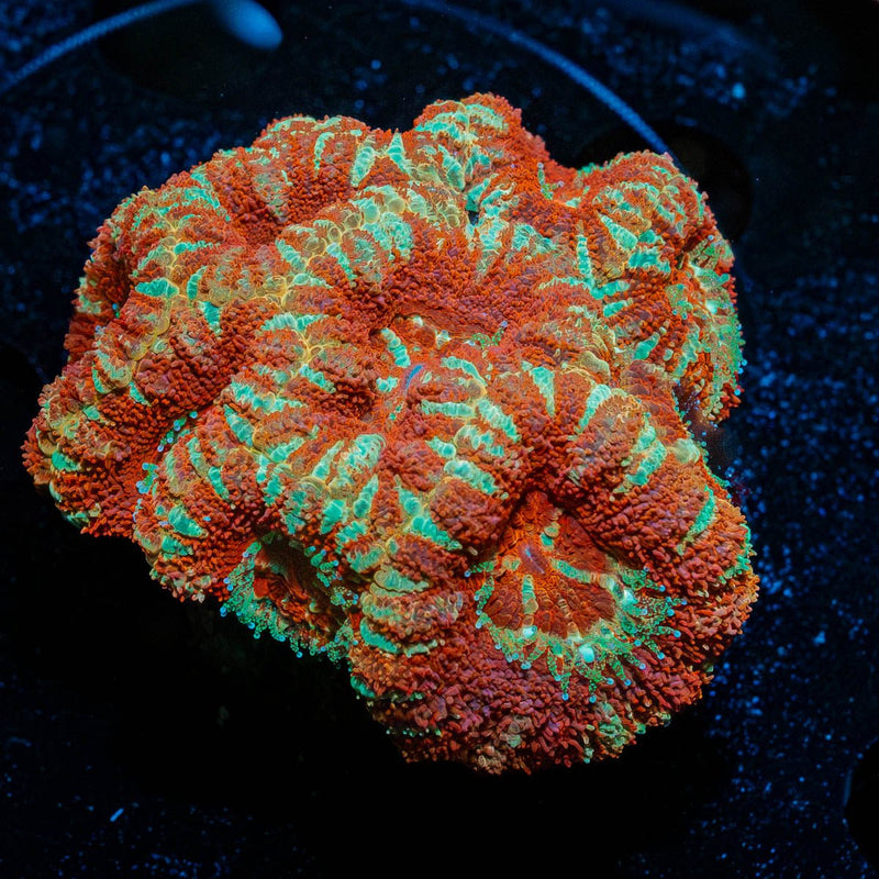 Asian Acan Colony