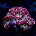 Asian Acan Colony - riptide aquaculture llc