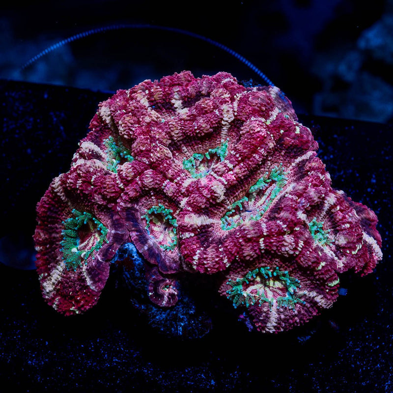 Asian Acan Colony