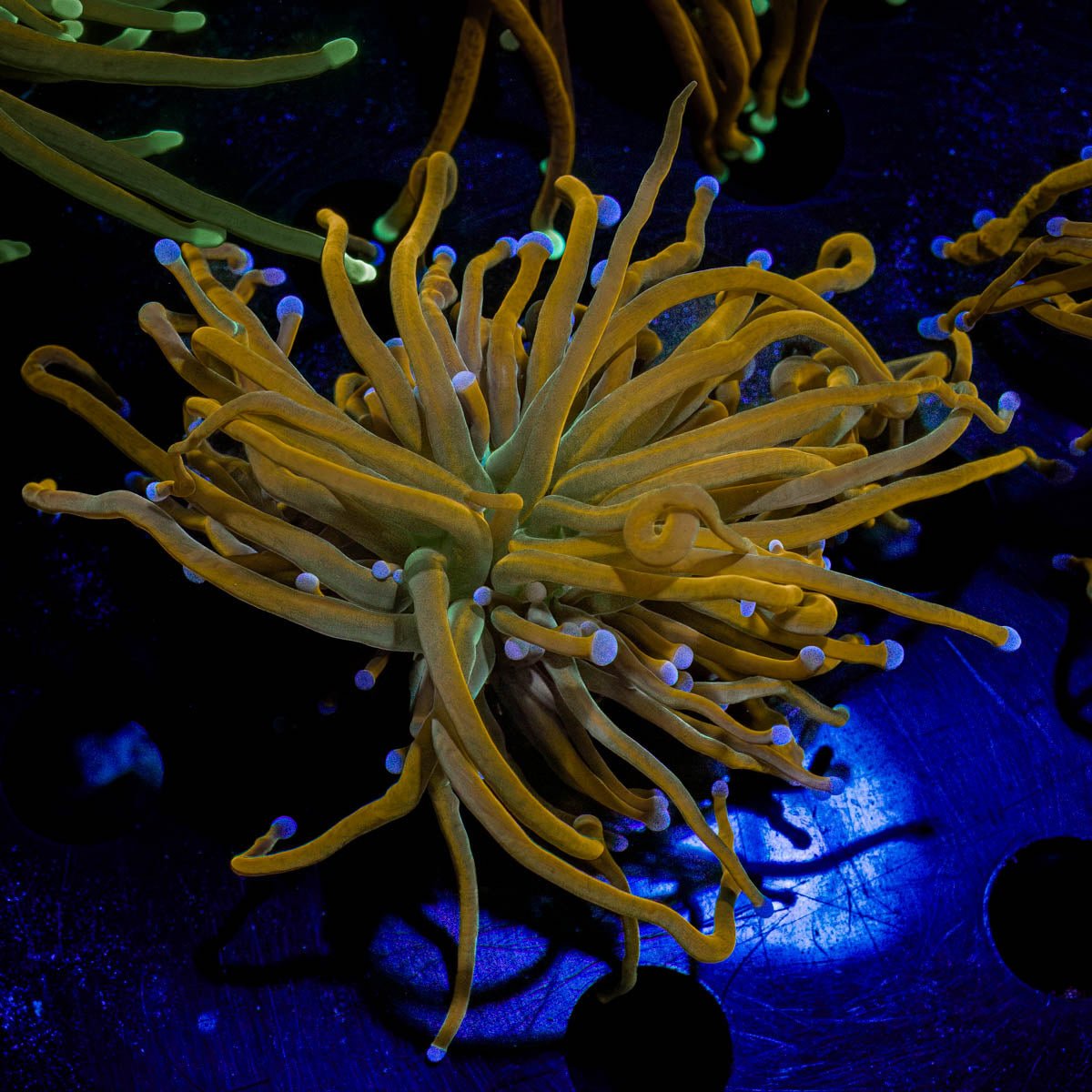 Pot of Gold Torch - riptide aquaculture llc