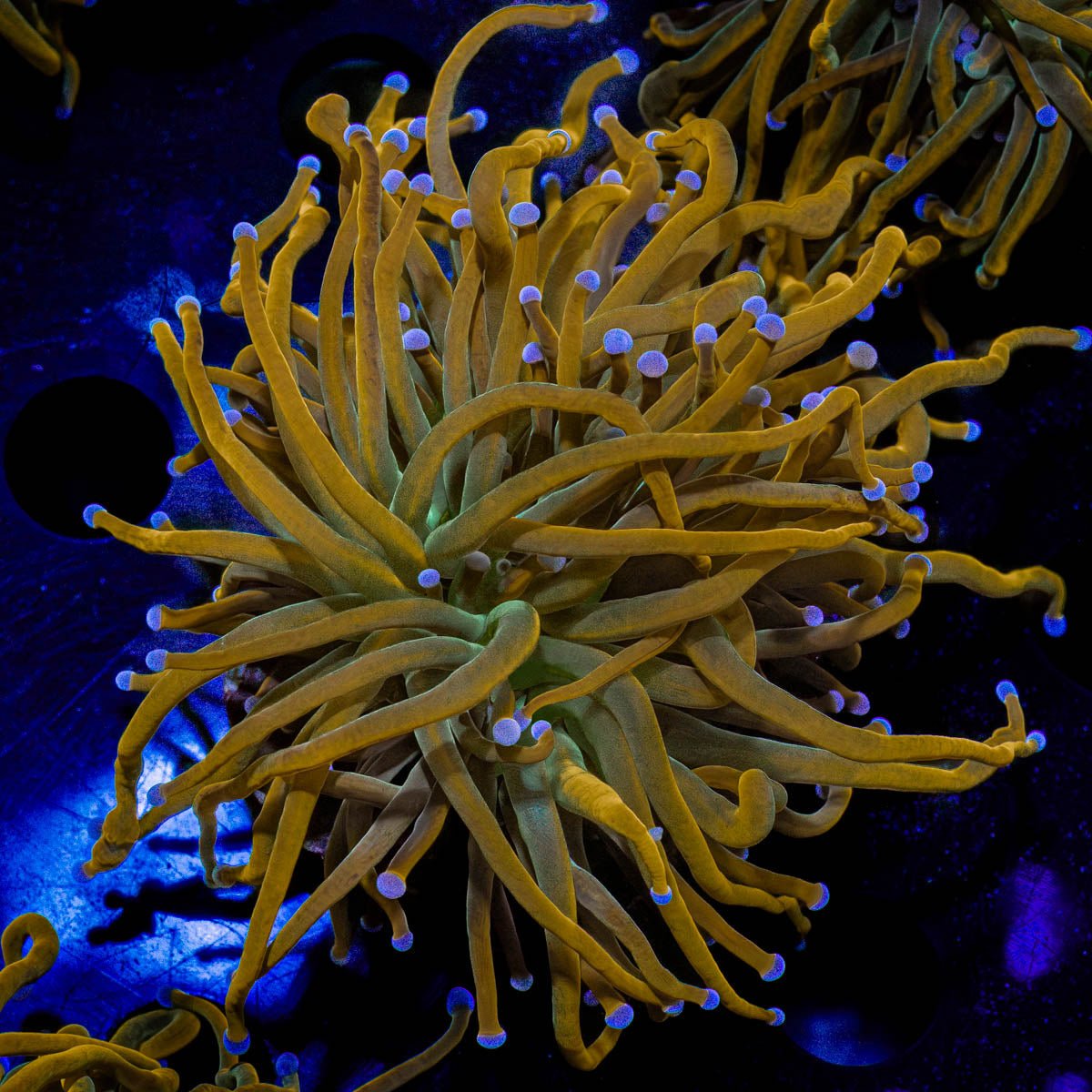 Pot of Gold Torch - riptide aquaculture llc