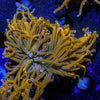 Pot of Gold Torch - riptide aquaculture llc
