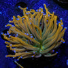 Pot of Gold Torch - riptide aquaculture llc