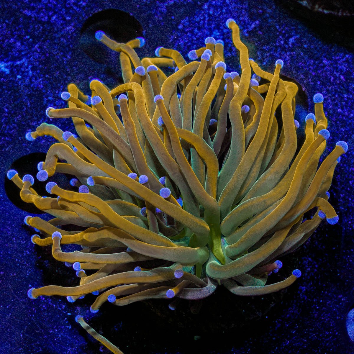 Pot of Gold Torch - riptide aquaculture llc