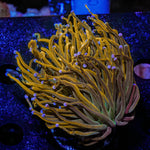 Pot of Gold Torch - riptide aquaculture llc