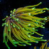 Hellfire Torch - riptide aquaculture llc