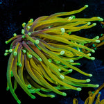 Hellfire Torch - riptide aquaculture llc
