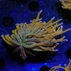 Pot of Gold Torch - riptide aquaculture llc
