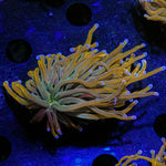 Pot of Gold Torch - riptide aquaculture llc