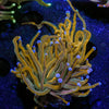 Pot of Gold Torch - riptide aquaculture llc